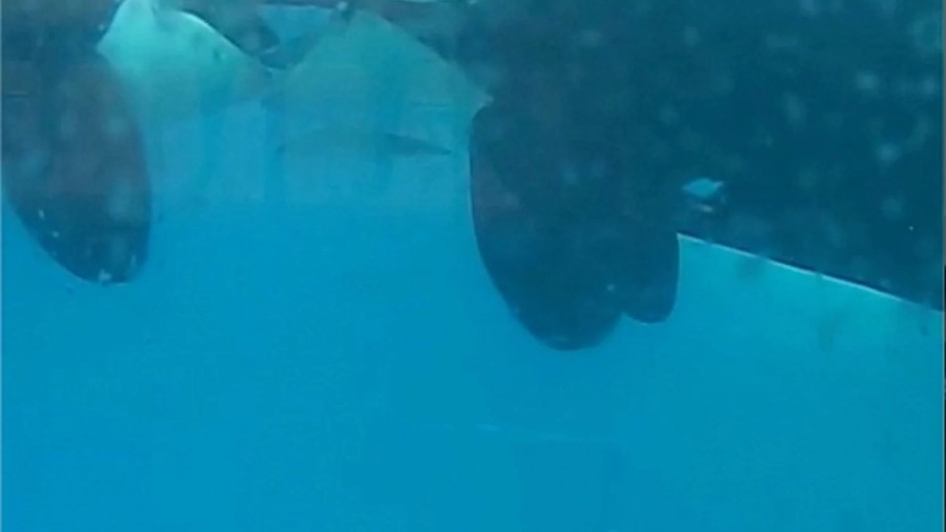 Captan por primera vez un “beso” entre dos orcas salvajes