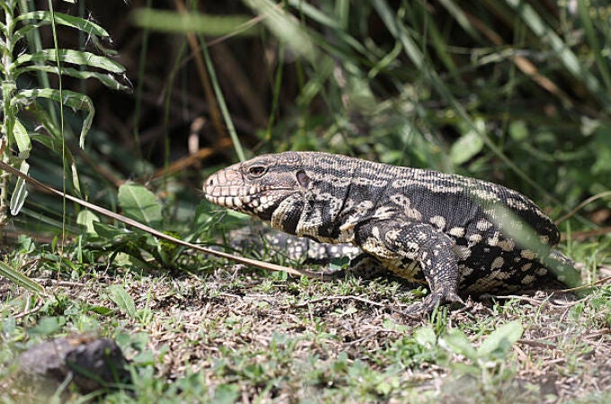 Imagen de archivo de un Tegu Argentino 