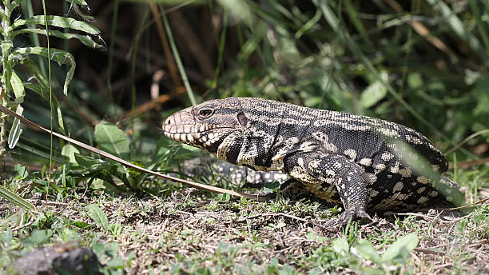 Imagen de archivo de un Tegu Argentino