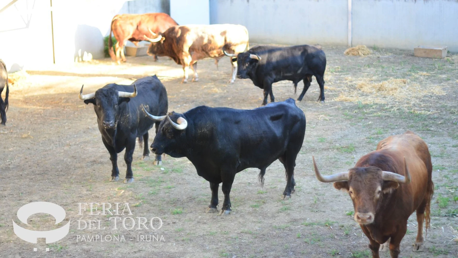 Los toros de Victoriano del Río, en los Corrales del Gas