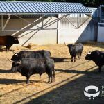 Los toros de Fuente Ymbro