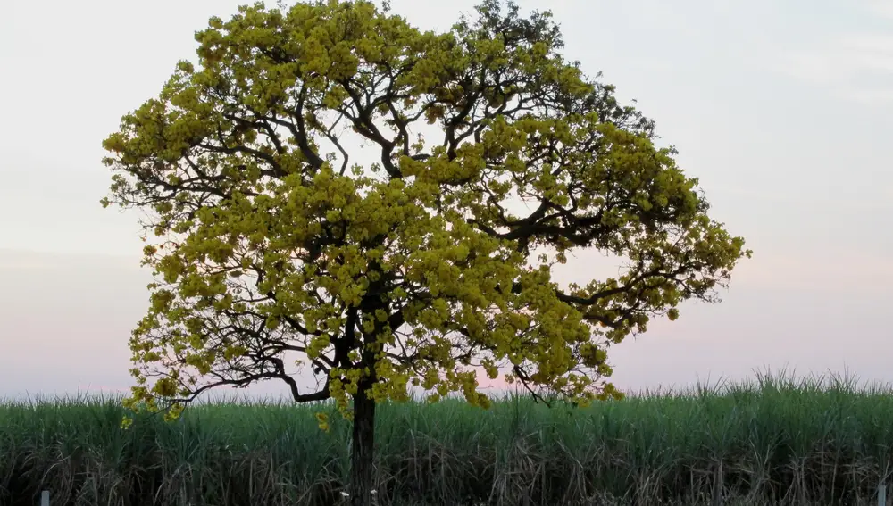 Guayacán, el árbol más fuerte del mundo