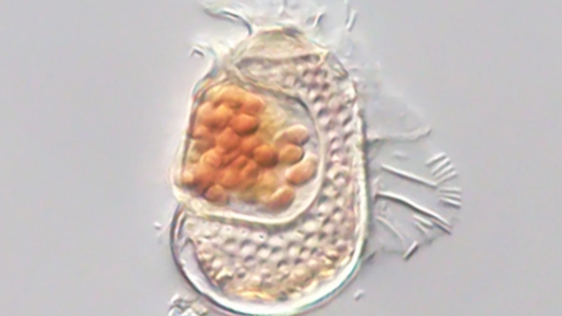 Biología