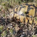 MURCIA.-La Comunidad somete a información pública el Plan de Conservación de la tortuga mora en la Región de Murcia