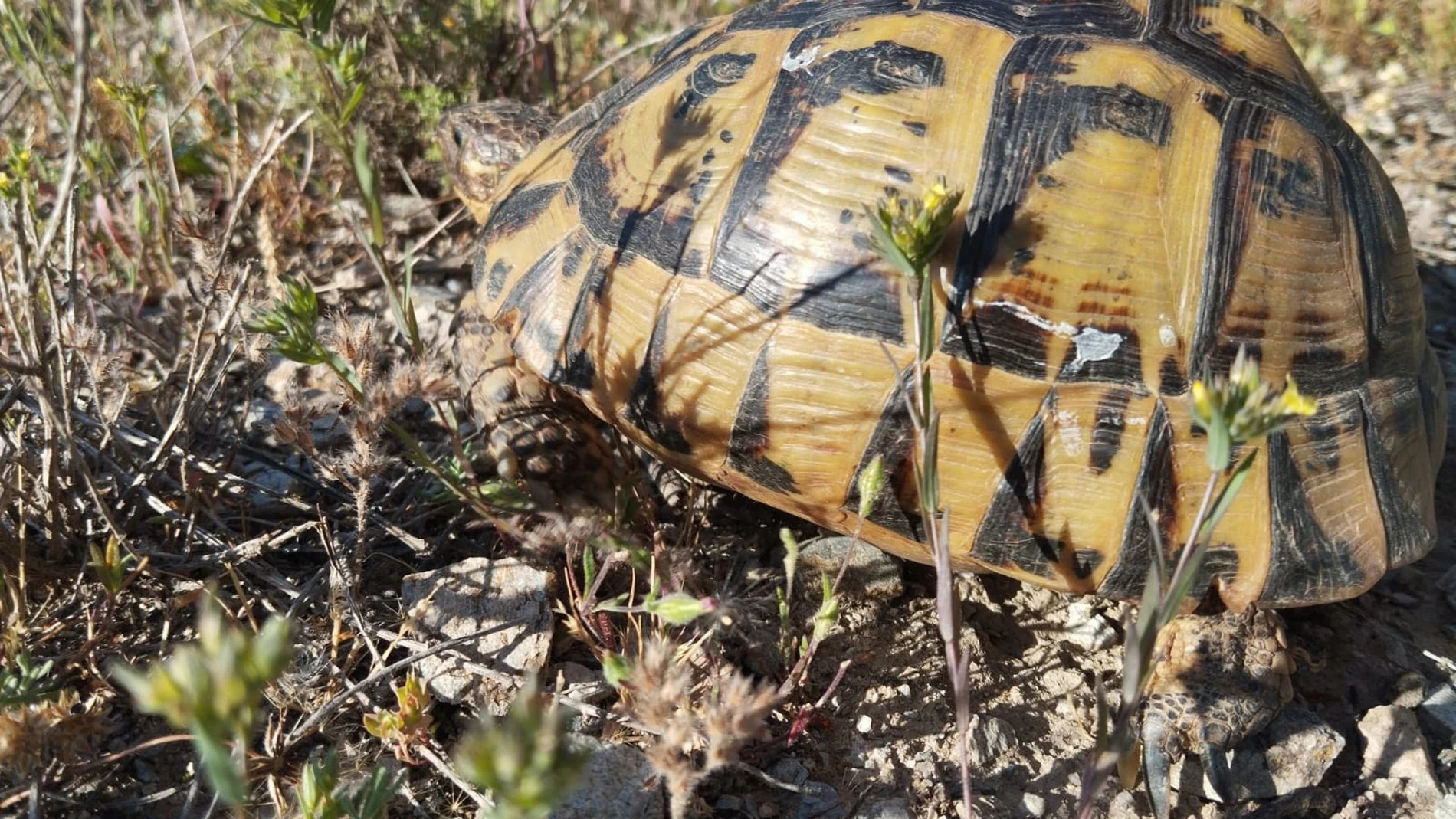 MURCIA.-La Comunidad somete a información pública el Plan de Conservación de la tortuga mora en la Región de Murcia