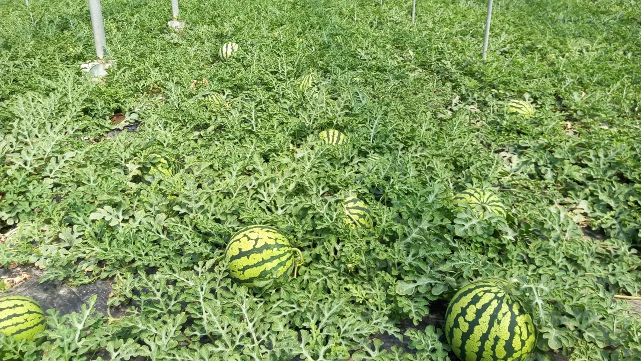 Esta provincia produce casi la mitad de sandías de toda España