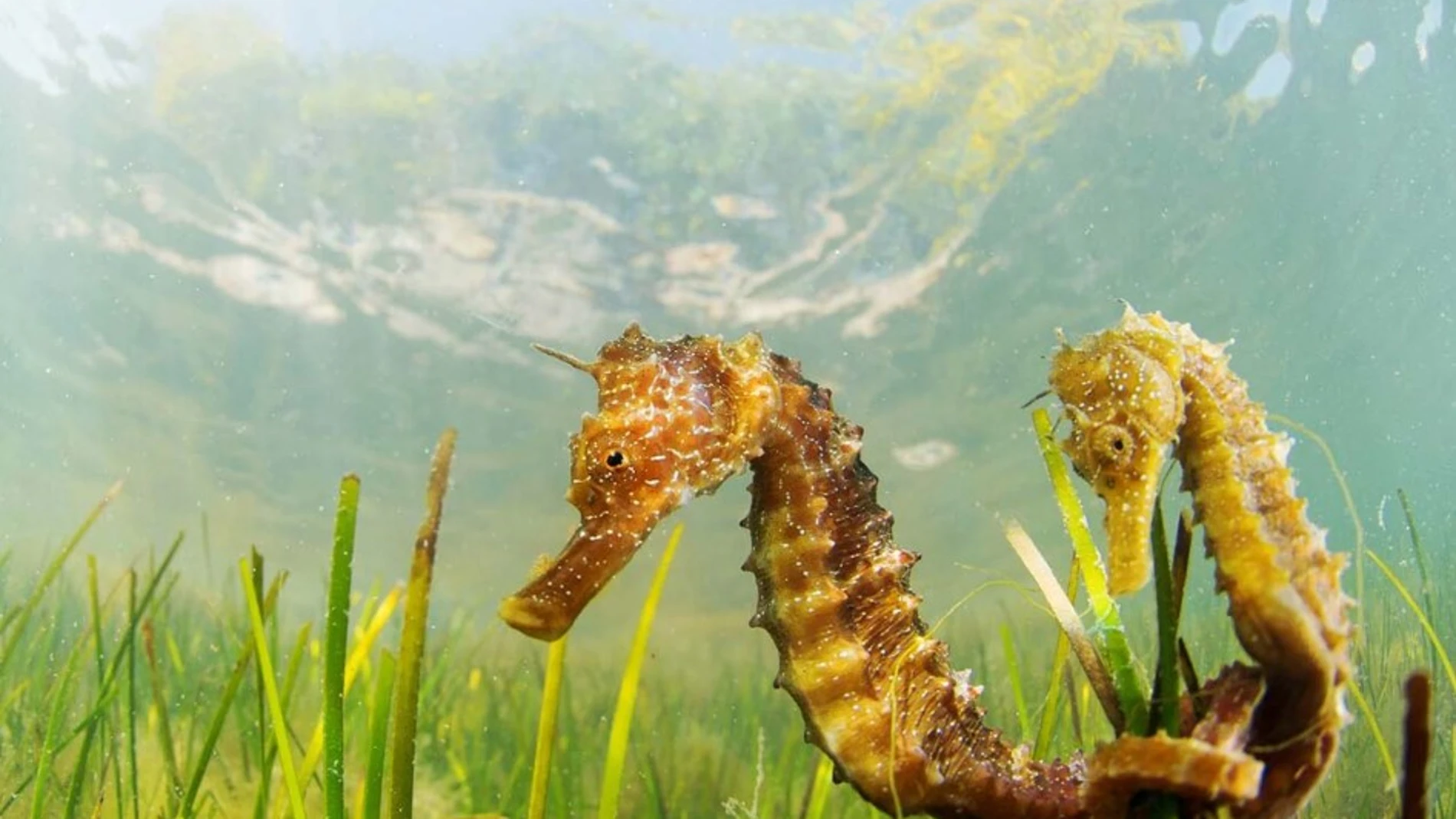 El Gobierno de la Región de Murcia impulsa programas de recuperación y conservación del caballito de mar