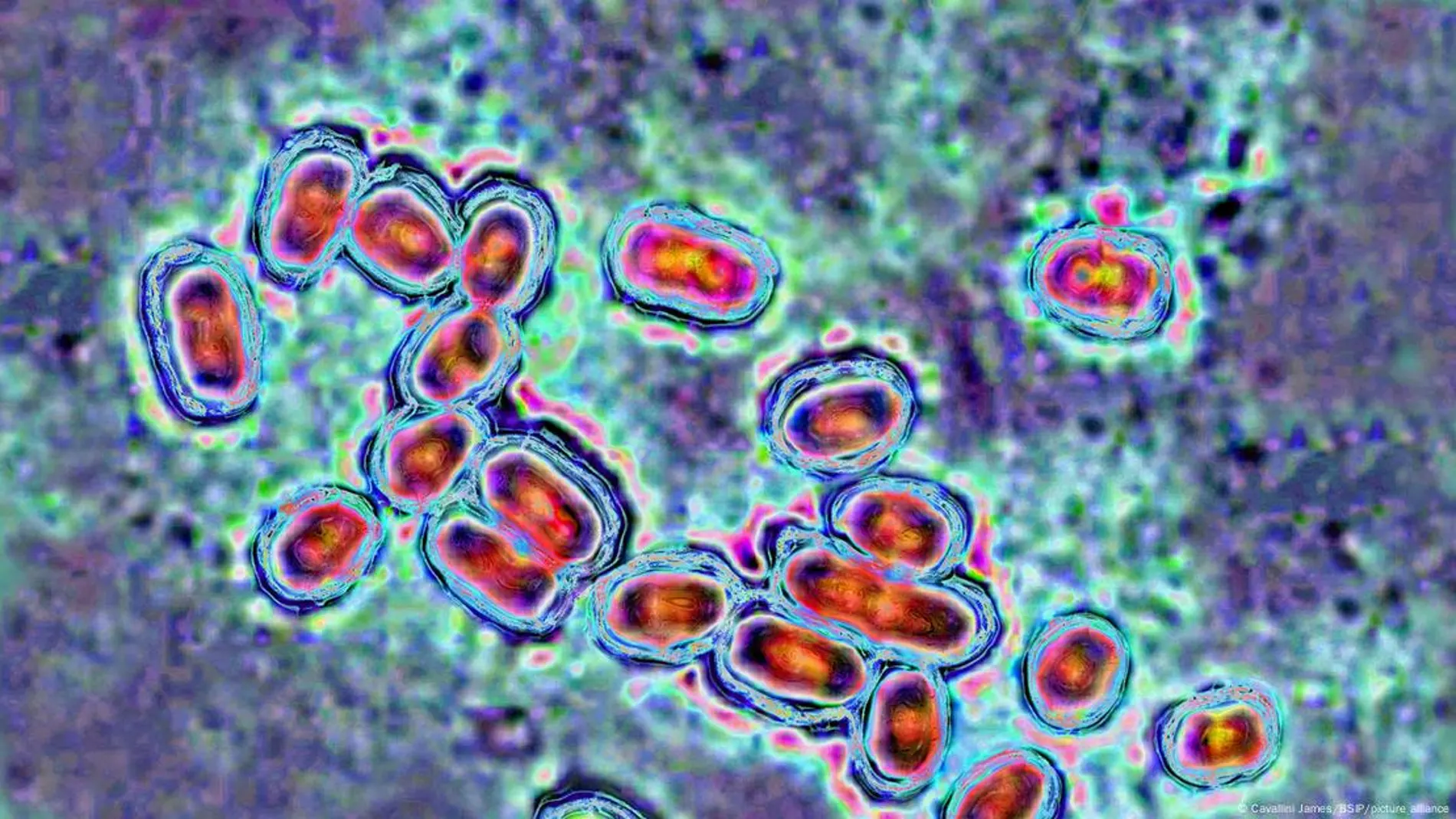 Microrobots combaten infecciones inusuales