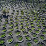 El viñedo más surrealista de España donde el suelo arde y aún así nace vino de otro nivel