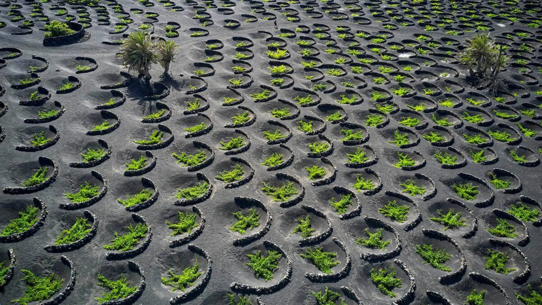 La Geria, Lanzarote