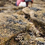 Percebe del Roncudo, el oro negro de la costa gallega que sólo se extrae dos veces al año