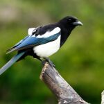 ¿Urracas en el jardín? Este es el presagio que trae su presencia