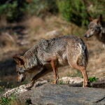 Más de 170 organizaciones "exigen" que se respete la ciencia y que el lobo siga sin poder cazarse