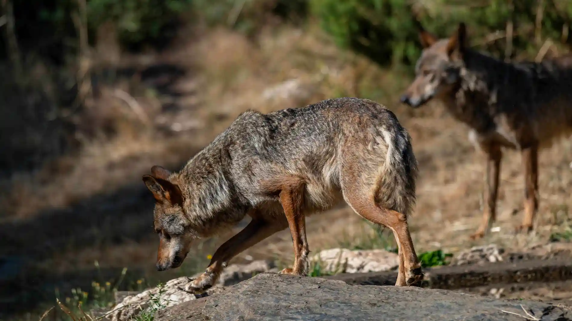 July 16, 2025, Puebla De Sanabria, Zamora, Spain: Photographs taken at Centro del LOBO IBERICO "Felix Rodriguez de la Fuente" to their WOLF bred there and others recovered. July 16, 2025 in Zamora, Spain. Europa Press/Contacto/Oscar Manuel Sanchez 16/07/2025 ONLY FOR USE IN SPAIN