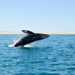 Los científicos alertan tras observar un preocupante nuevo comportamiento de las ballenas: “Estamos viendo condiciones que sugieren una continuación”