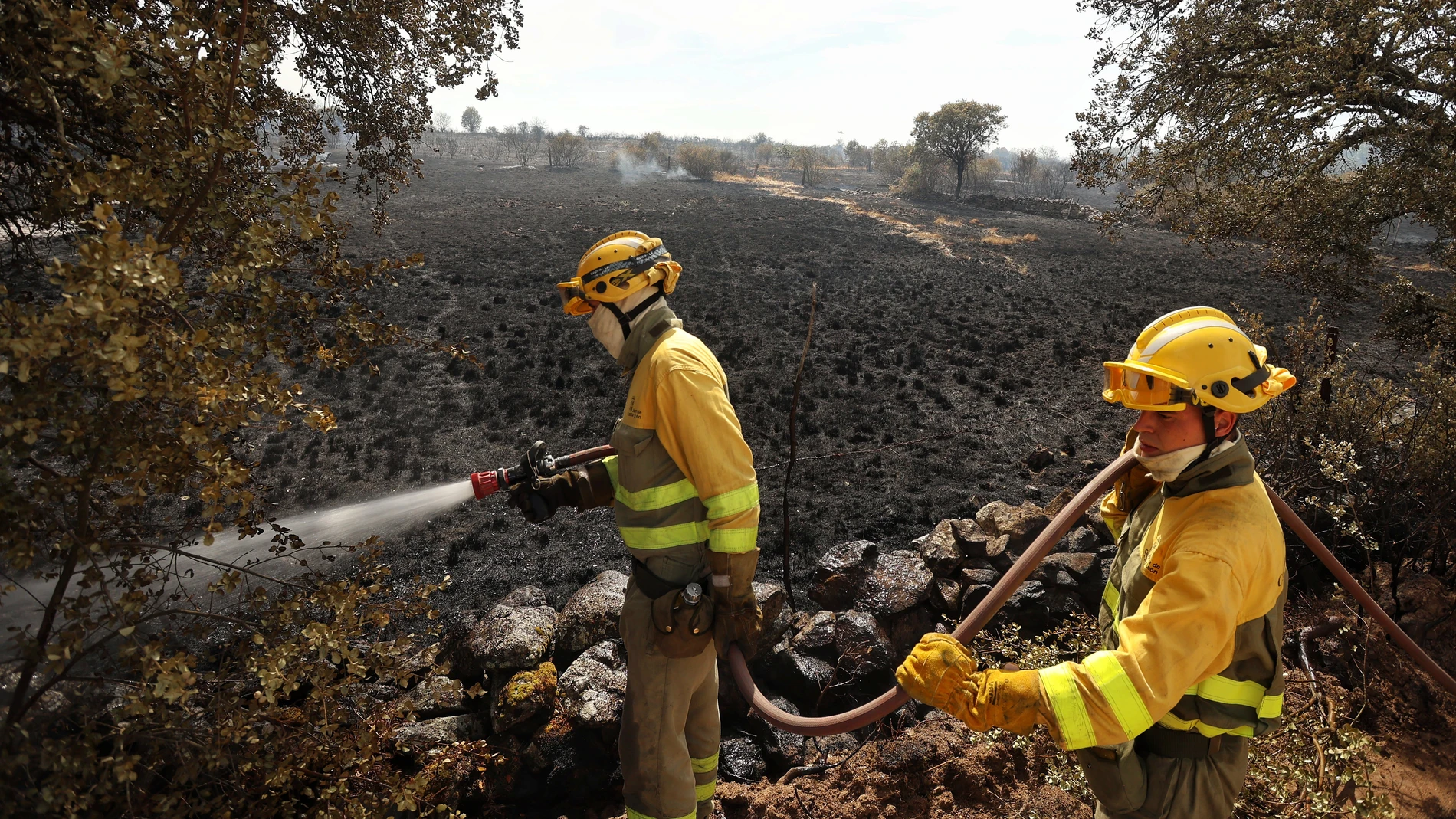 Un incendio arrasa cultivos y árboles junto a Castillejo Martín Viejo (Salamanca)