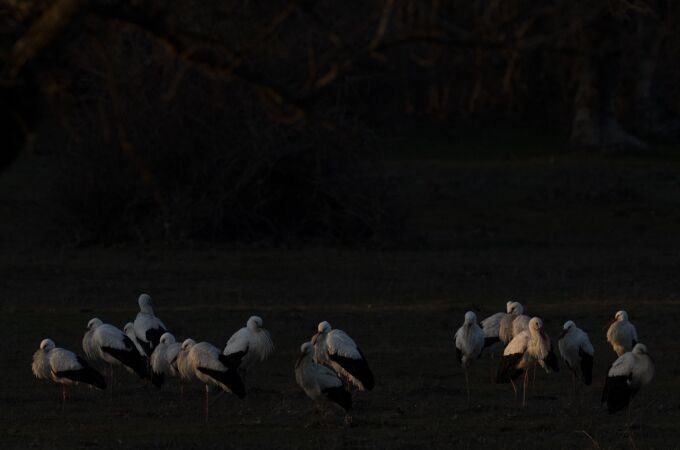 Storks gather in Soto del Real, on the outskirts of Madrid, Tuesday, Jan. 31, 2023. Europe's storks used to fly south to Africa's Sahel region to spend the winter, stopping off in Spain along the way. But with higher temperatures driven by human-caused climate change and abundant food available at open-air waste disposal sites, most adult storks no longer make the long and exhausting journey. (AP Photo/Bernat Armangue)