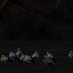 Storks gather in Soto del Real, on the outskirts of Madrid, Tuesday, Jan. 31, 2023. Europe's storks used to fly south to Africa's Sahel region to spend the winter, stopping off in Spain along the way. But with higher temperatures driven by human-caused climate change and abundant food available at open-air waste disposal sites, most adult storks no longer make the long and exhausting journey. (AP Photo/Bernat Armangue)