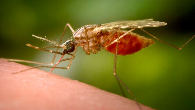 China Chikungunya