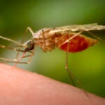 China Chikungunya