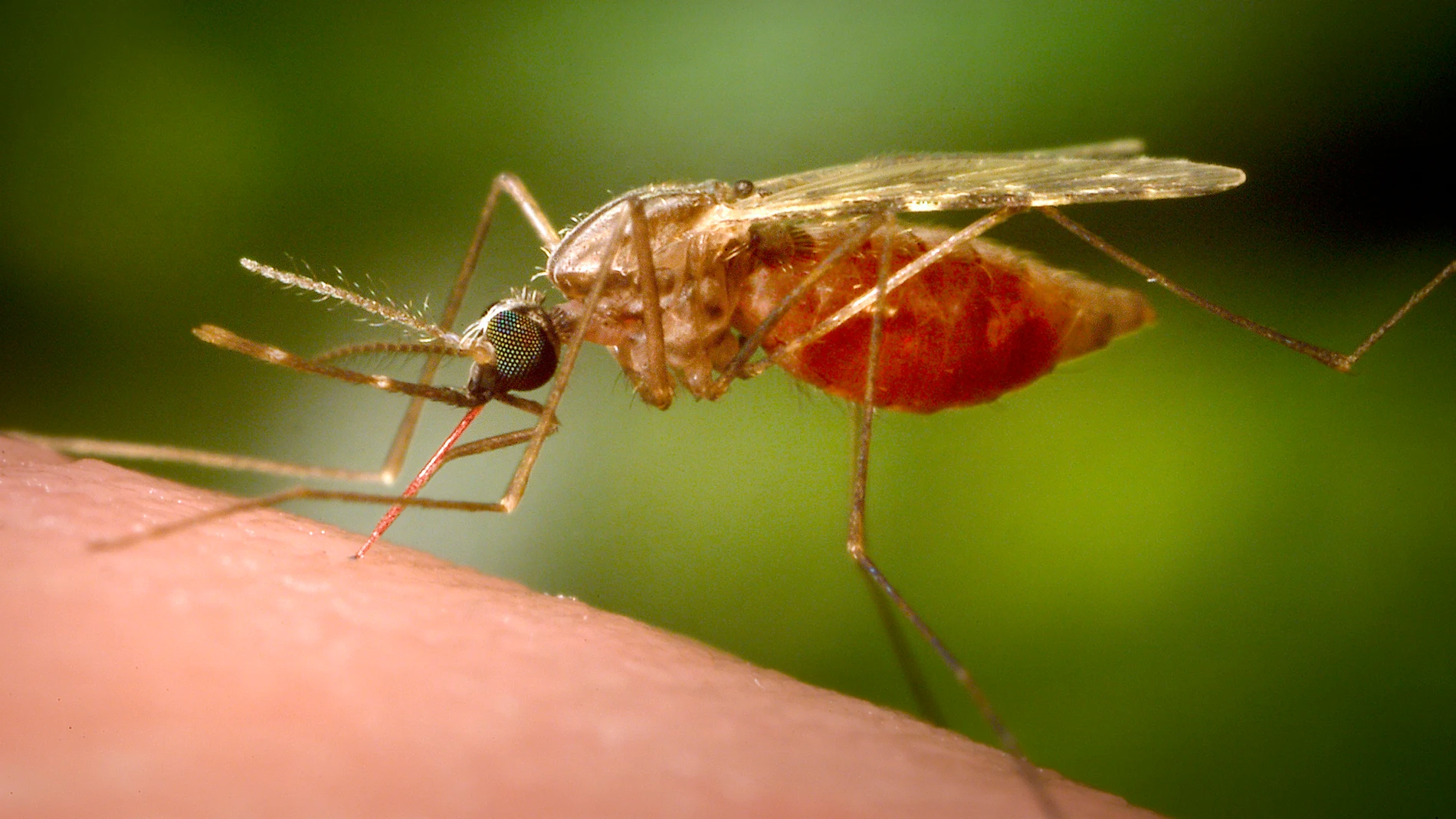 FILE - This 2014 photo made available by the U.S. Centers for Disease Control and Prevention shows a feeding female Anopheles funestus mosquito. (James Gathany/CDC via AP, File)