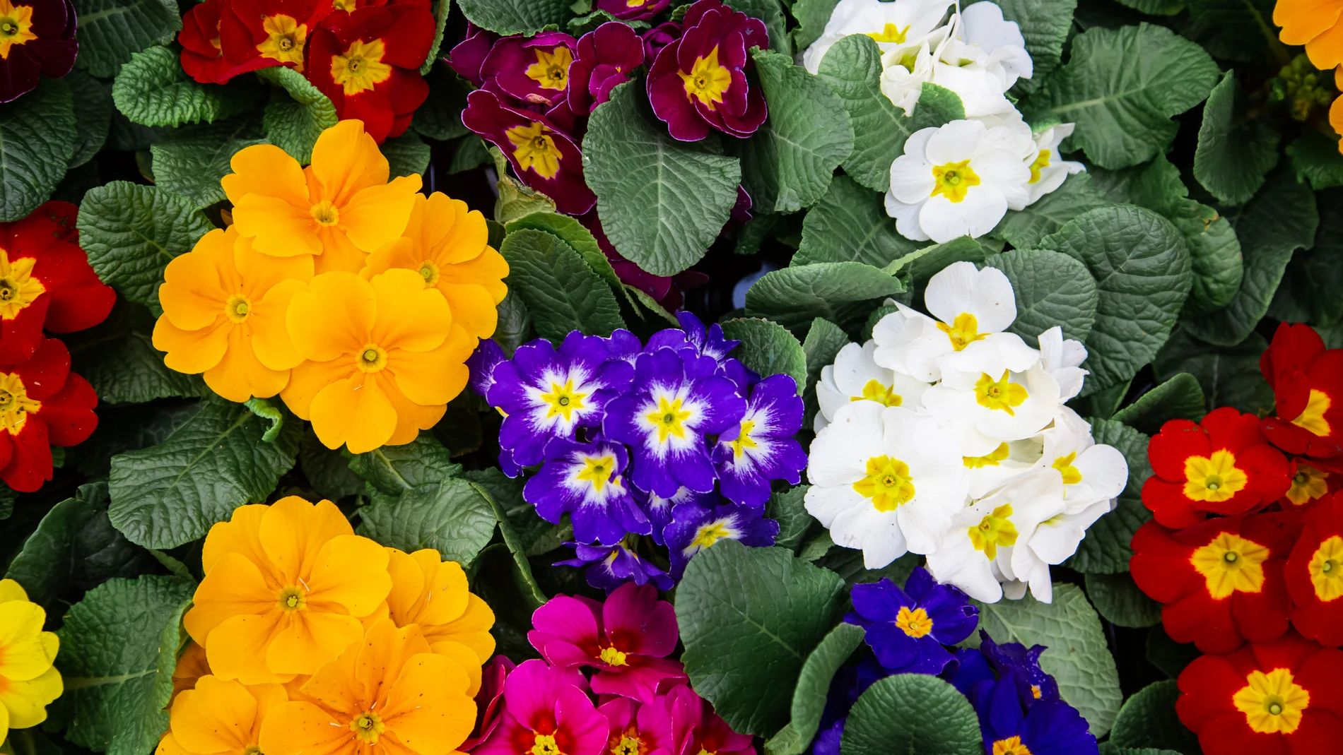 Adiós a las flores marchitas: el truco para mantenerlas vivas en floreros durante más tiempo