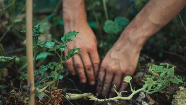 Un experto en jardinería afirma que un alimento clave puede revivir plantas muertas y hacerlas florecer de nuevo en días