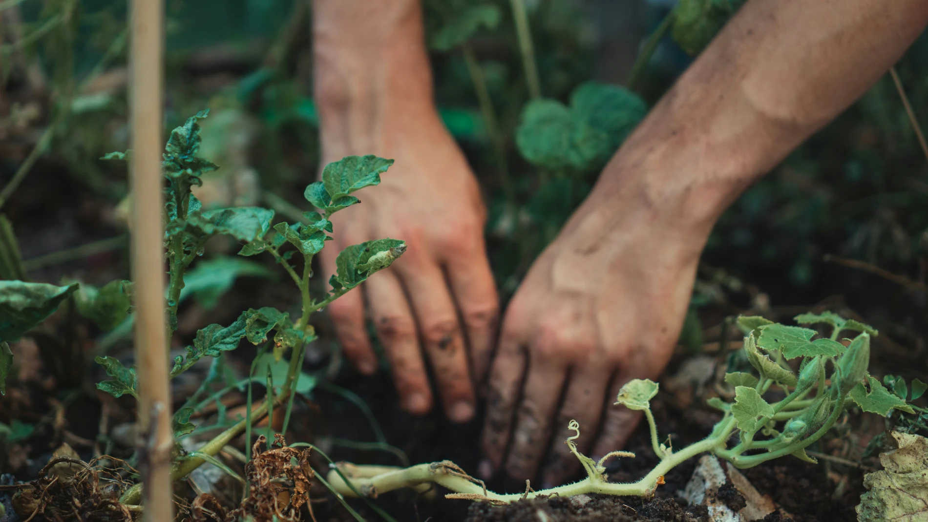 Un experto en jardinería afirma que un alimento clave puede revivir plantas muertas y hacerlas florecer de nuevo en días