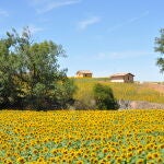 Campo de girasoles en la comarca burgalesa de la Bureba