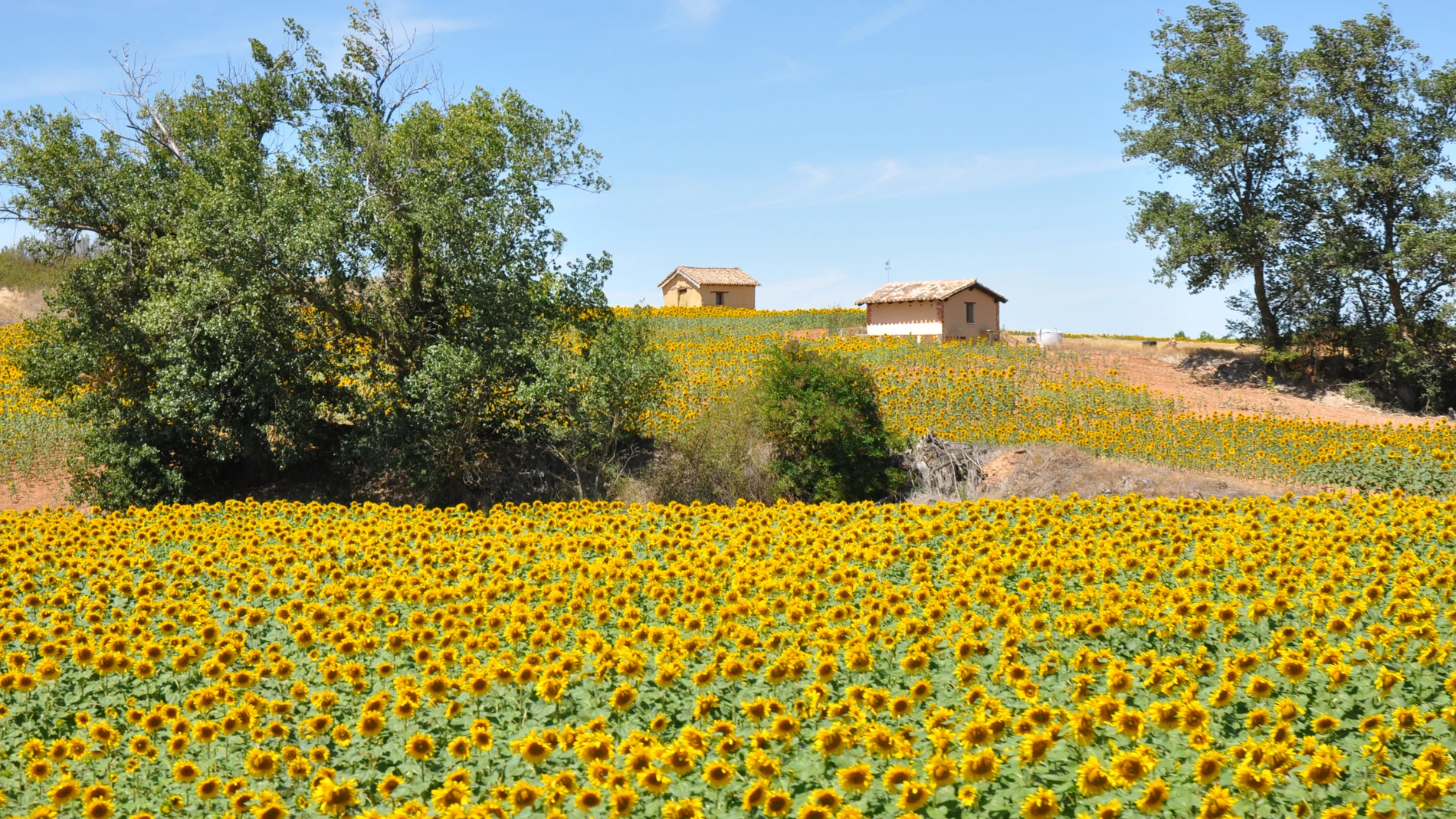Campo de girasoles en la comarca burgalesa de la Bureba