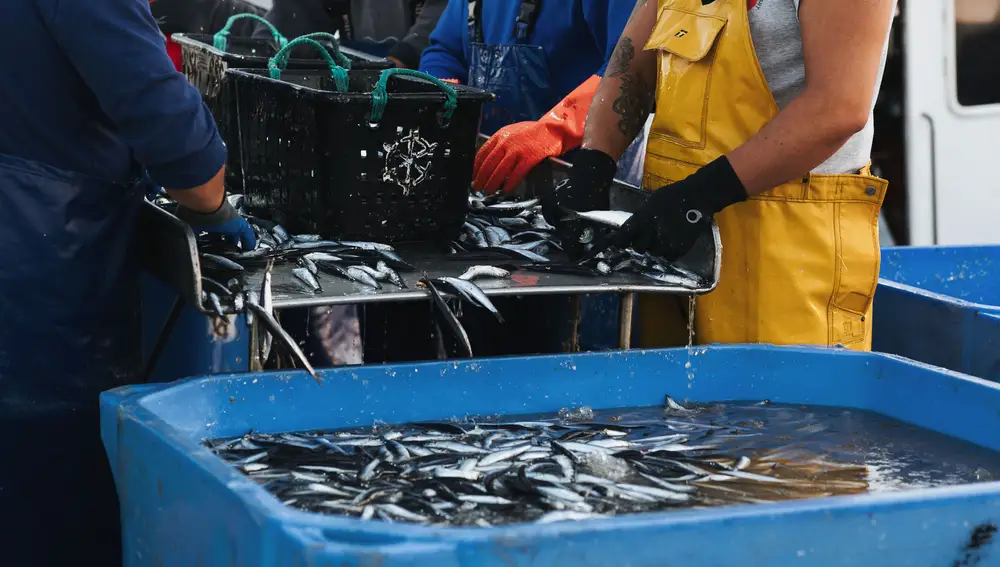 Pesca sostenible en Matosinhos