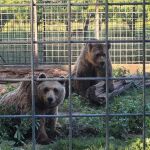 Luna y Ponderoso, los osos que han habitado durante más de tres décadas en el Coto Escolar de León