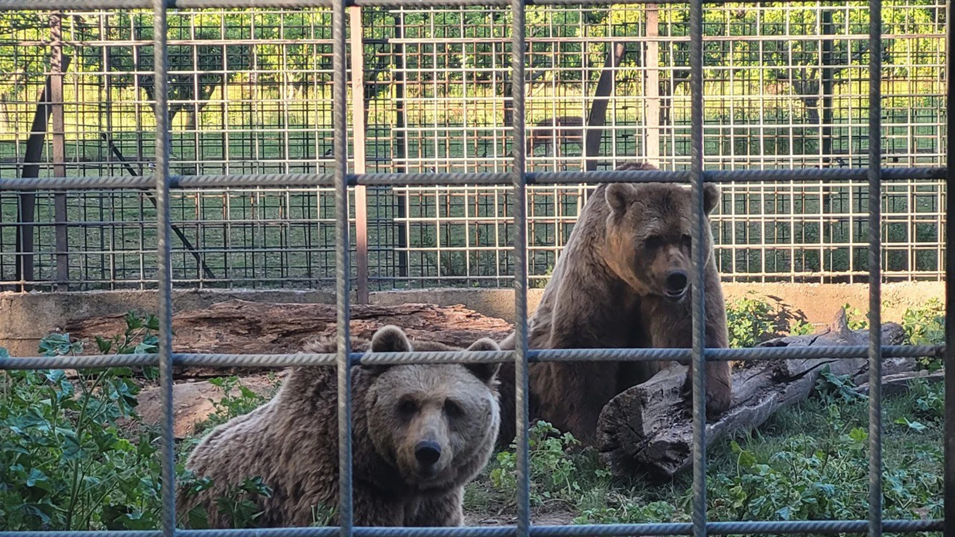 Luna y Ponderoso, los osos que han habitado durante más de tres décadas en el Coto Escolar de León