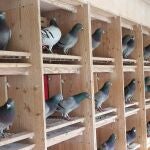 Palomas mensajeras
