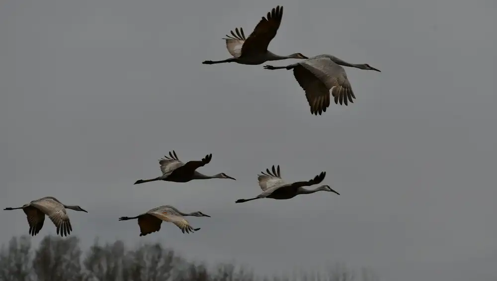 El vuelo de los pájaros