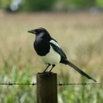 Urraca posada sobre una valla