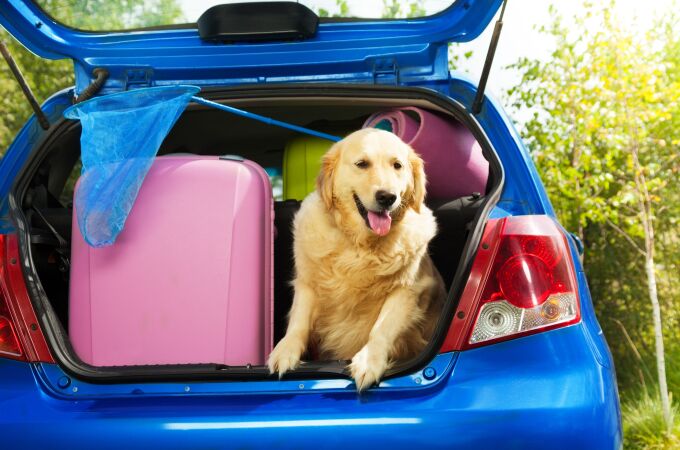 Perros y equipaje en el maletero del coche antes de ir de vacaciones de verano