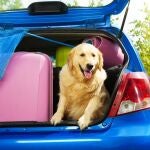 Perros y equipaje en el maletero del coche antes de ir de vacaciones de verano