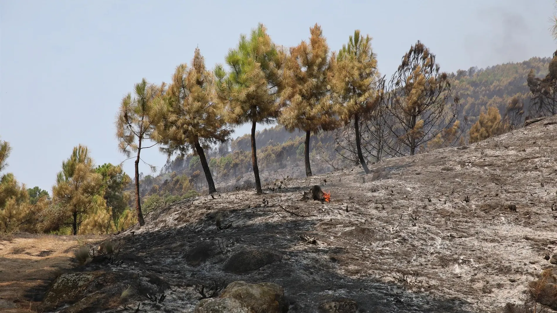 Sucesos.- El incendio de Cuevas del Valle (Ávila) sigue sin reproducciones tras una noche "tranquila"
