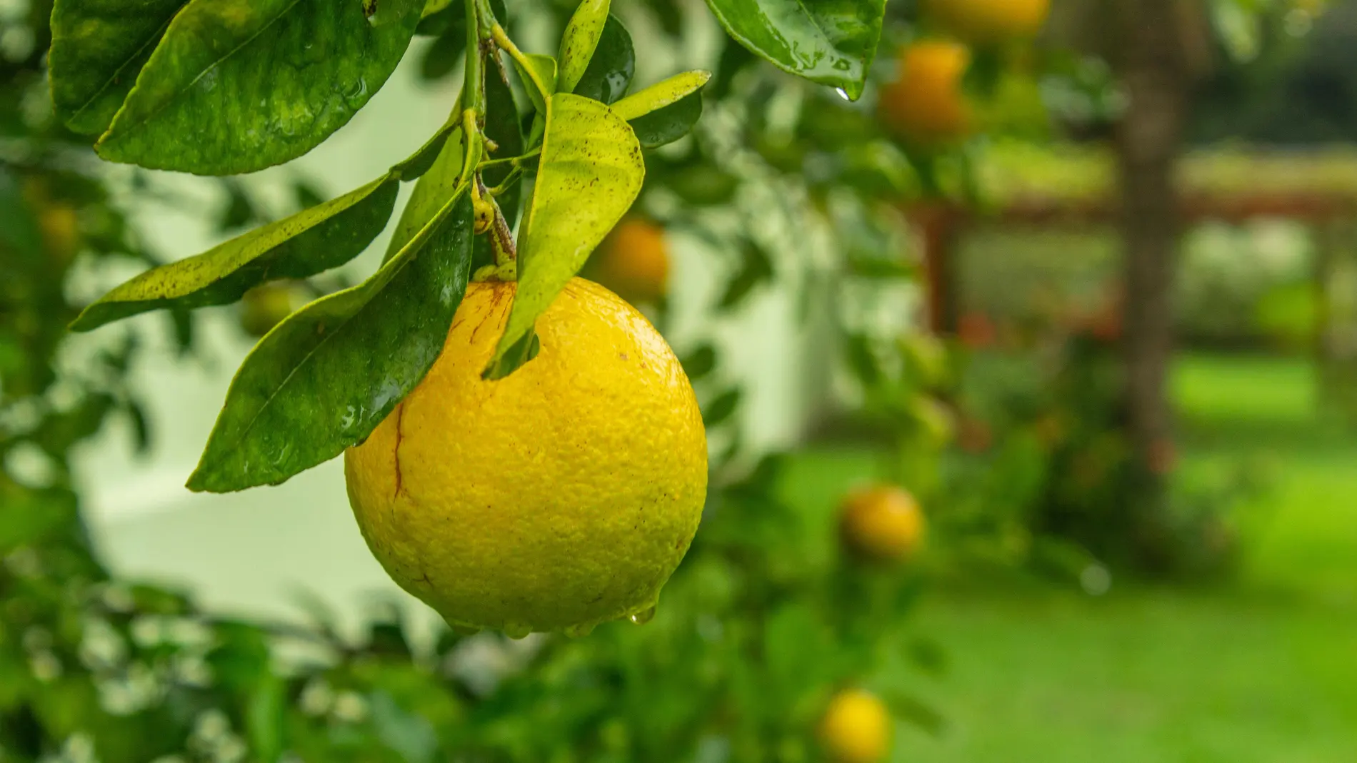 El momento exacto en el que debes podar el limonero y por qué