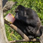 Helados de carne cruda y sangre o de mueseli, la dieta anti-ola de calor para los aniamles del Bioparc