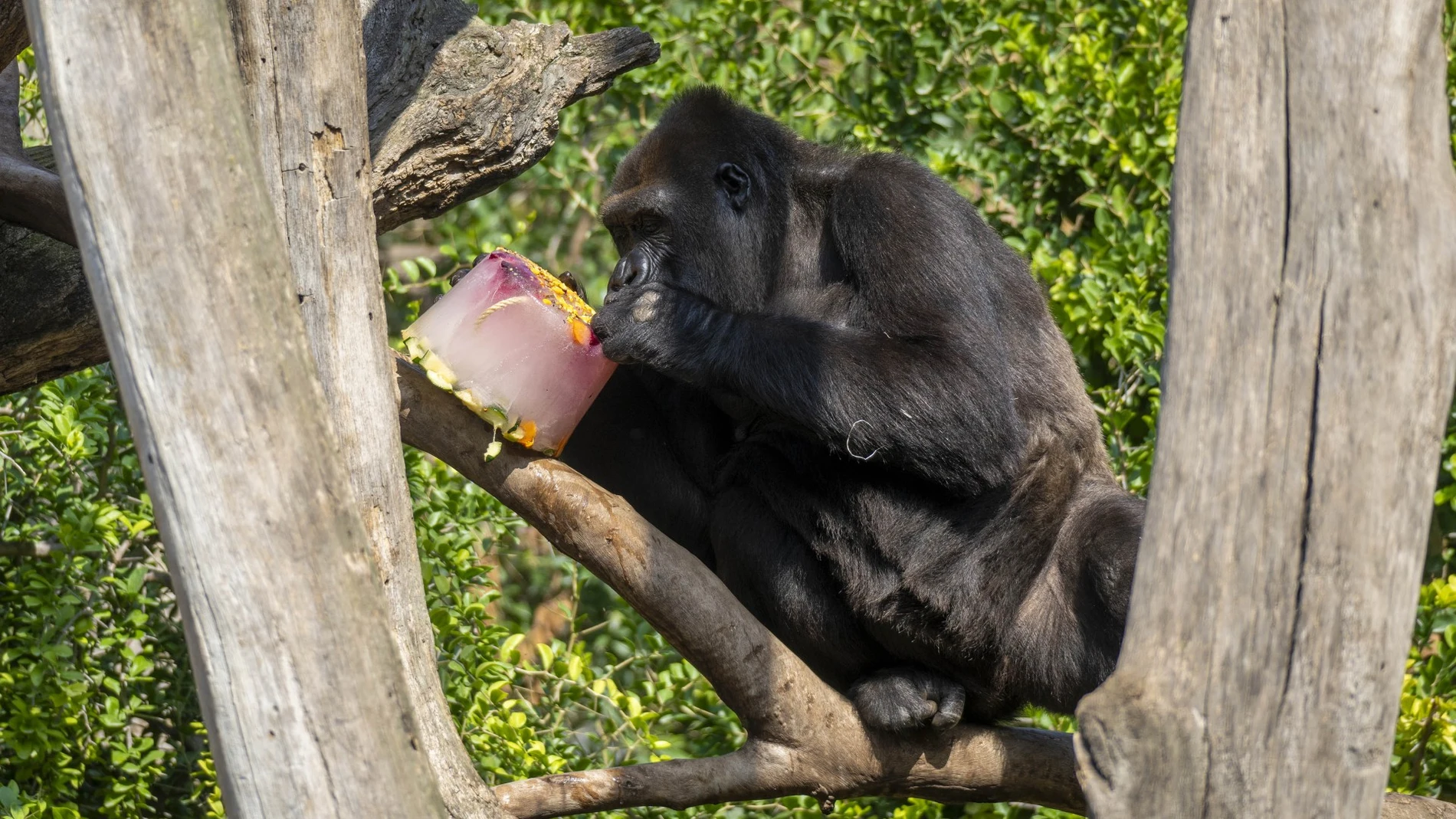 Helados de carne cruda y sangre o de mueseli, la dieta anti-ola de calor para los aniamles del Bioparc