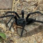 Nueva araña con genitales récord para sobrevivir al apareamiento