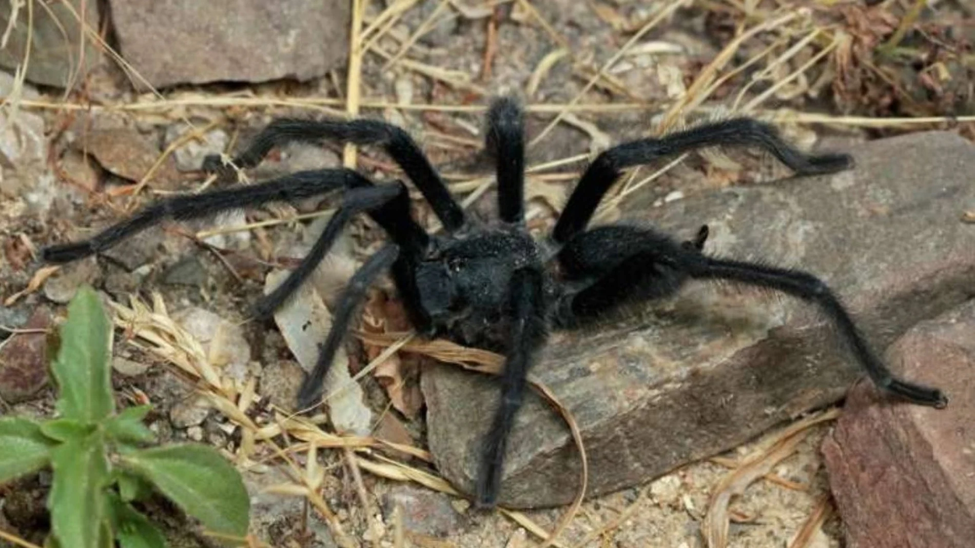 Nueva araña con genitales récord para sobrevivir al apareamiento