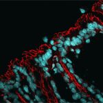 Microscopía del intestino, con los núcleos teñidos en azul y la red de proteínas de barrera en rojo
