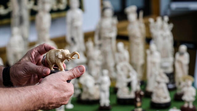Rueda de prensa de la Guardia Civil para explicar una de las mayores incautaciones de piezas de marfil de España