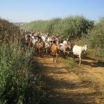 Piden recuperar la vía pecuaria Colada del Camino de Espinosa de Villagonzalo a Melgar de Fernamental