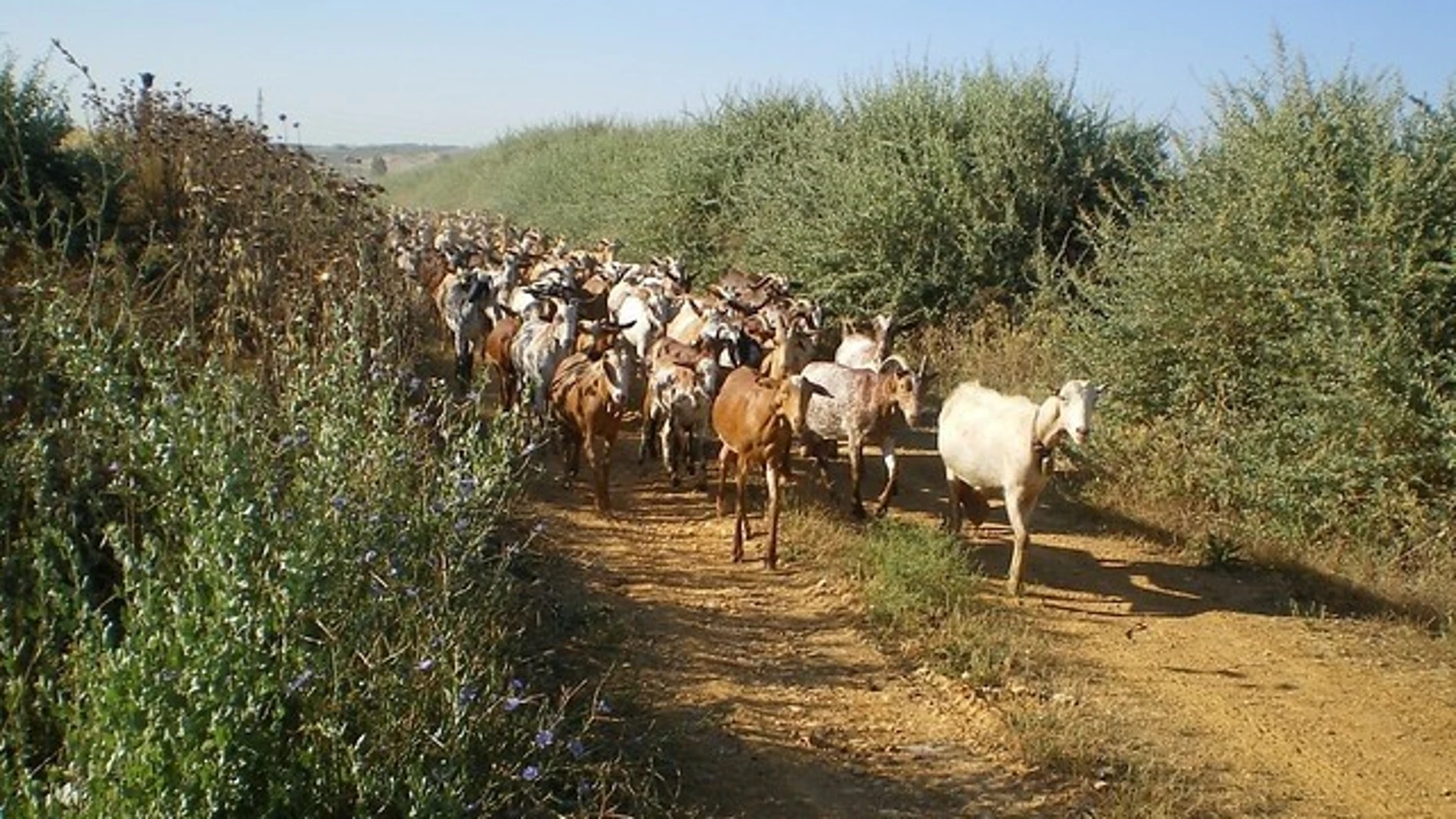 Piden recuperar la vía pecuaria Colada del Camino de Espinosa de Villagonzalo a Melgar de Fernamental