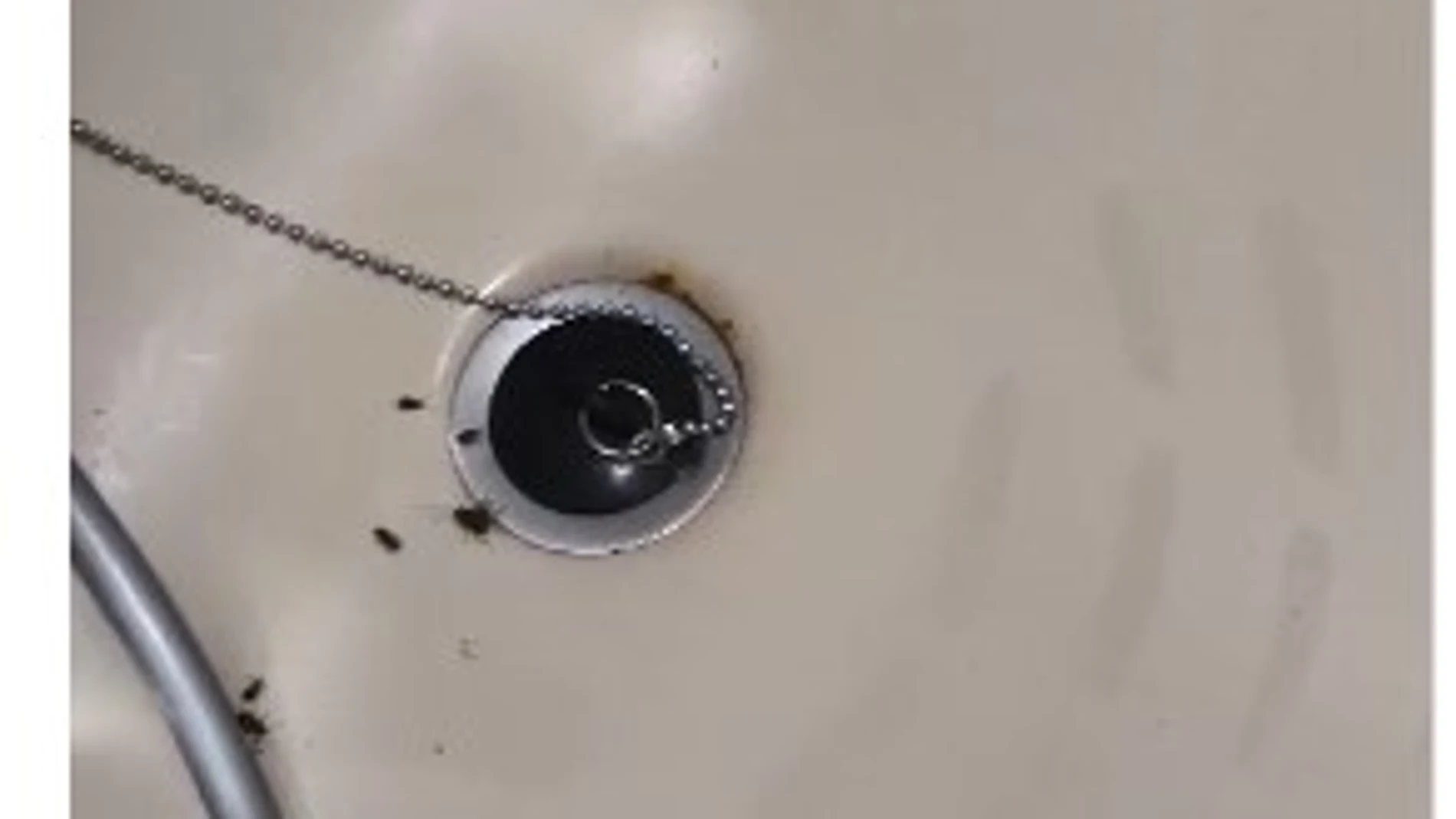 Cucarachas en la ducha xde una de las habitaciones