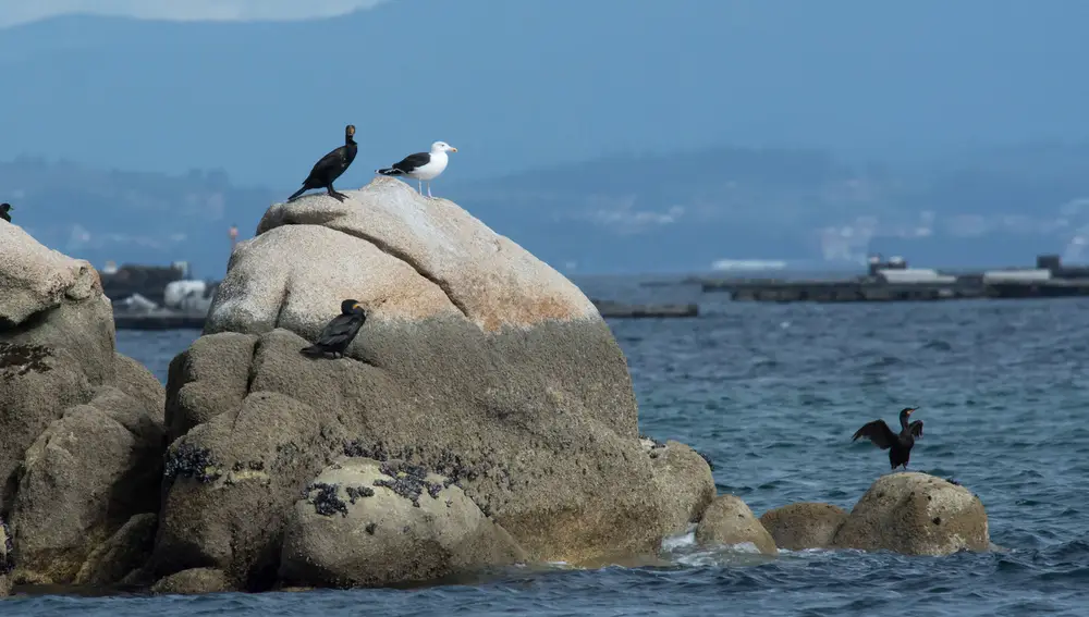 Cormoranes